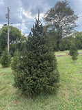 8' 1" Choose and Cut Norway Spruce, 61" Base