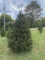 8' 1" Choose and Cut Norway Spruce, 61" Base