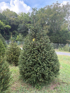 8' 6" Choose and Cut Norway Spruce, 54" Base