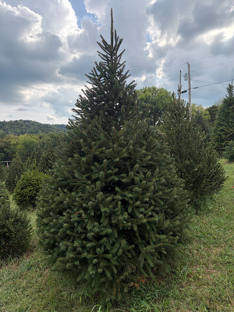 8' 6" Choose and Cut Norway Spruce, 54" Base