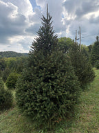 8' 6" Choose and Cut Norway Spruce, 54" Base