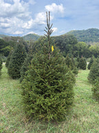 6' 11" Choose and Cut Norway Spruce, 45" Base