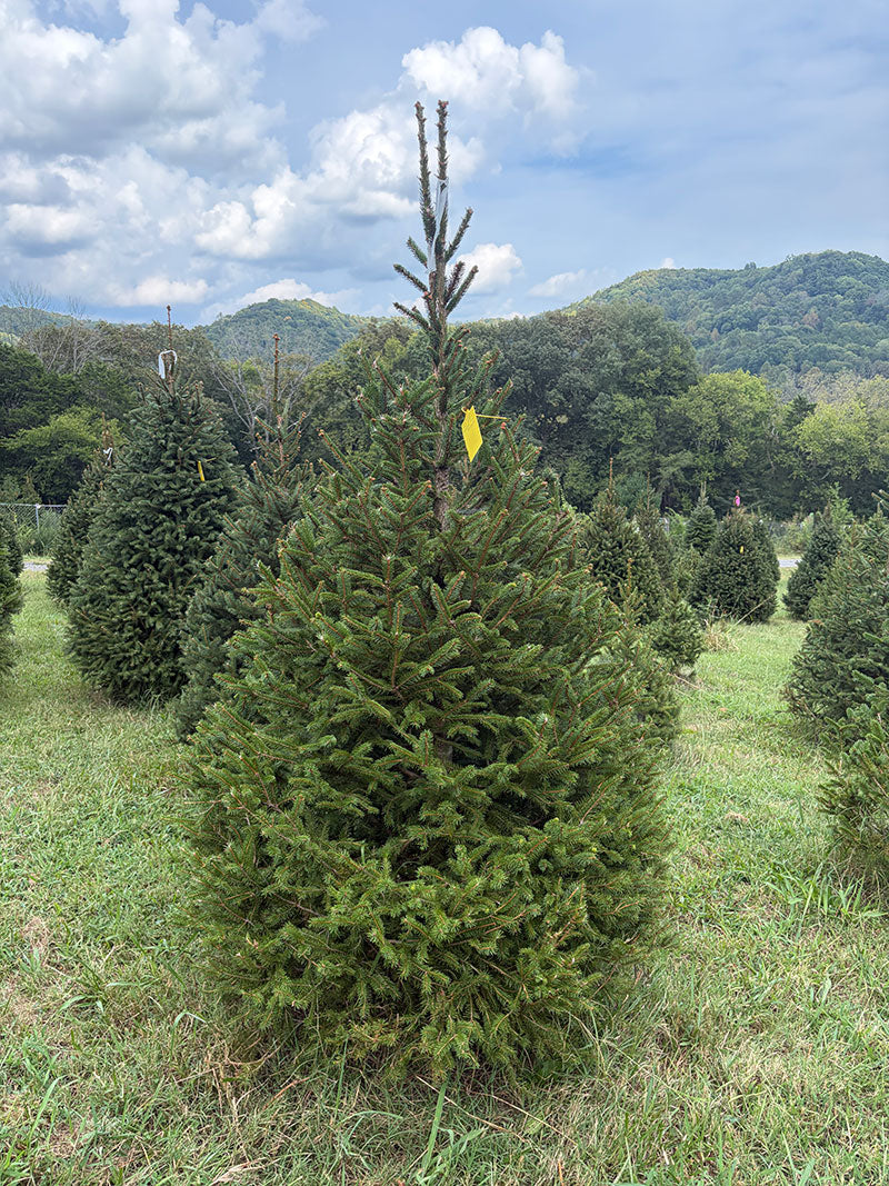 6' 11" Choose and Cut Norway Spruce, 45" Base