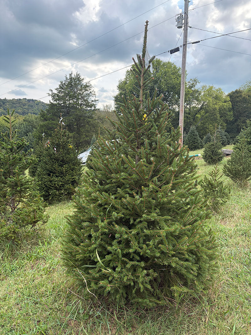 6' 11" Choose and Cut Norway Spruce, 45" Base
