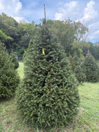 7' 8" Choose and Cut Norway Spruce, 51" Base