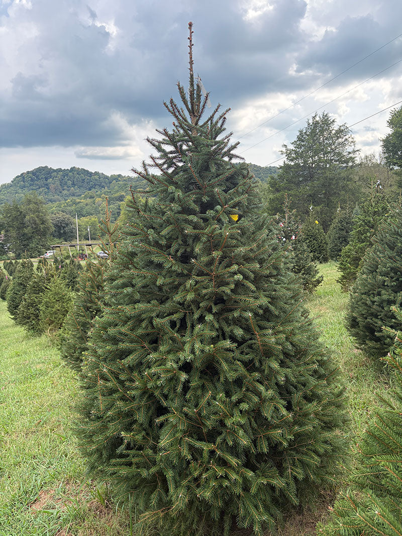 7' 8" Choose and Cut Norway Spruce, 51" Base