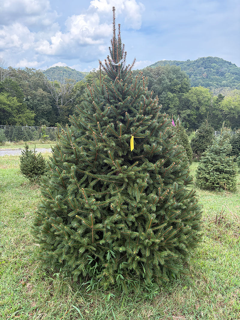 7' 8" Choose and Cut Norway Spruce, 65" Base