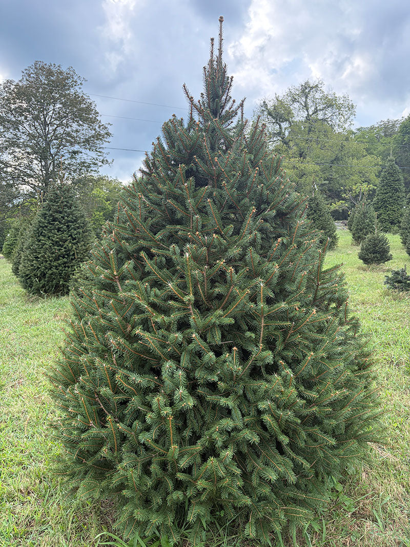 7' 8" Choose and Cut Norway Spruce, 65" Base