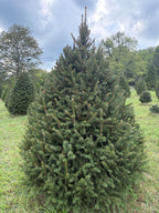 7' 8" Choose and Cut Norway Spruce, 65" Base