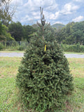 6' 7" Choose and Cut Norway Spruce, 53" Base