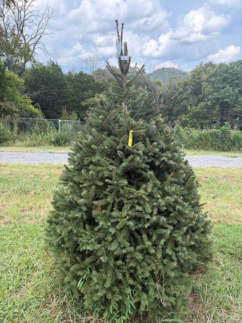 6' 7" Choose and Cut Norway Spruce, 53" Base