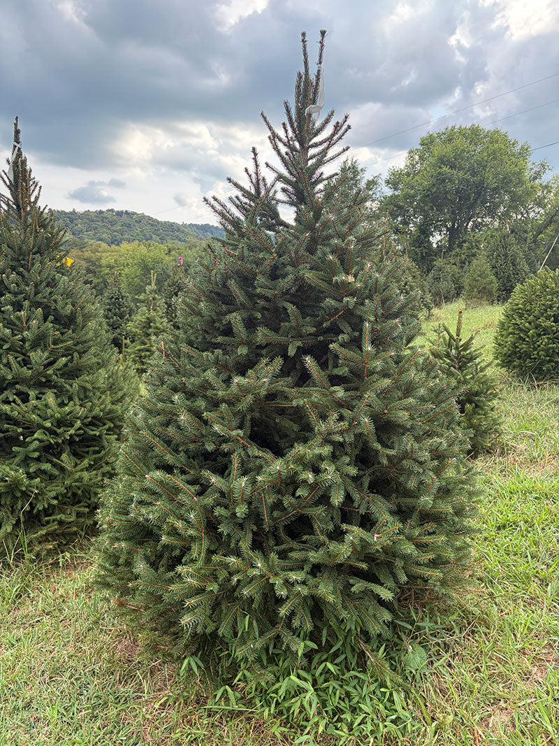 6' 7" Choose and Cut Norway Spruce, 53" Base
