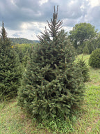 6' 7" Choose and Cut Norway Spruce, 53" Base