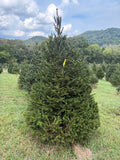 6' 6" Choose and Cut Norway Spruce, 47" Base