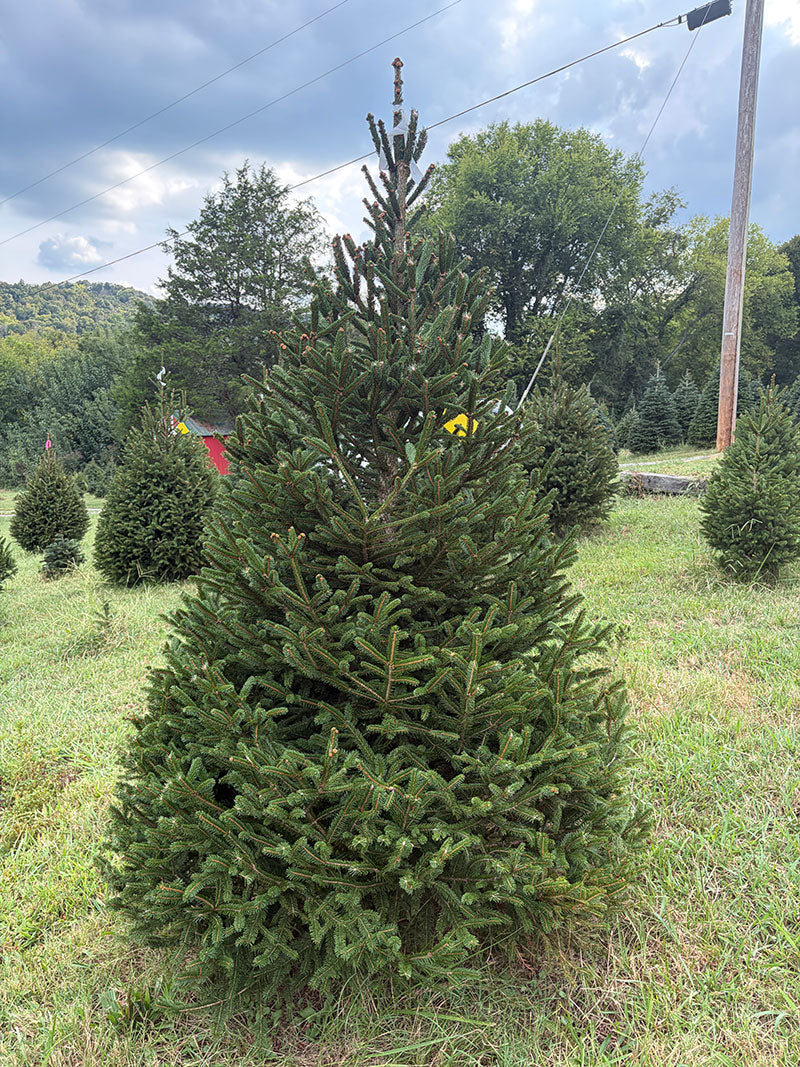 6' 6" Choose and Cut Norway Spruce, 47" Base