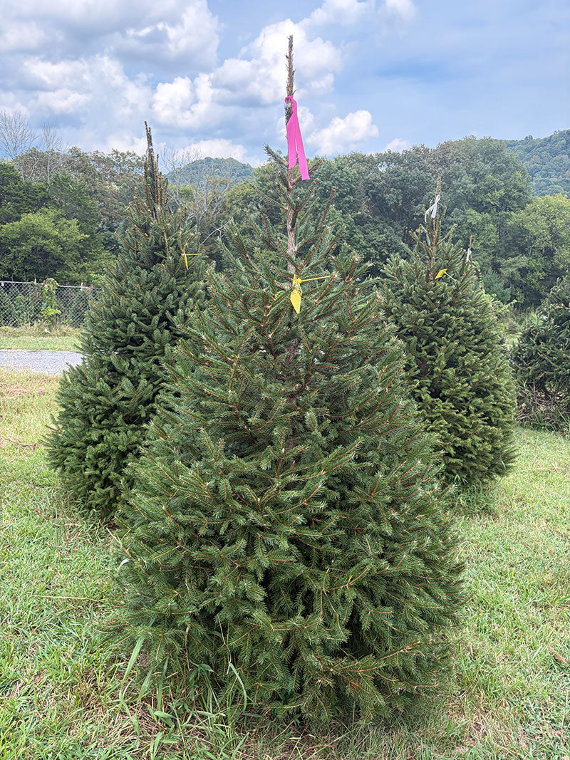 6' 10" Ball and Burlap Norway Spruce, 49" Base