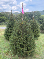 6' 10" Ball and Burlap Norway Spruce, 49" Base
