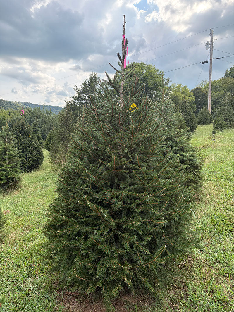 6' 10" Ball and Burlap Norway Spruce, 49" Base