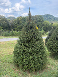 7' 10" Choose and Cut Norway Spruce, 58" Base
