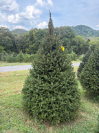 7' 10" Choose and Cut Norway Spruce, 58" Base