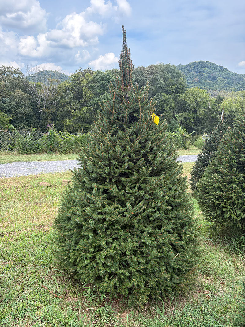 7' 10" Choose and Cut Norway Spruce, 58" Base