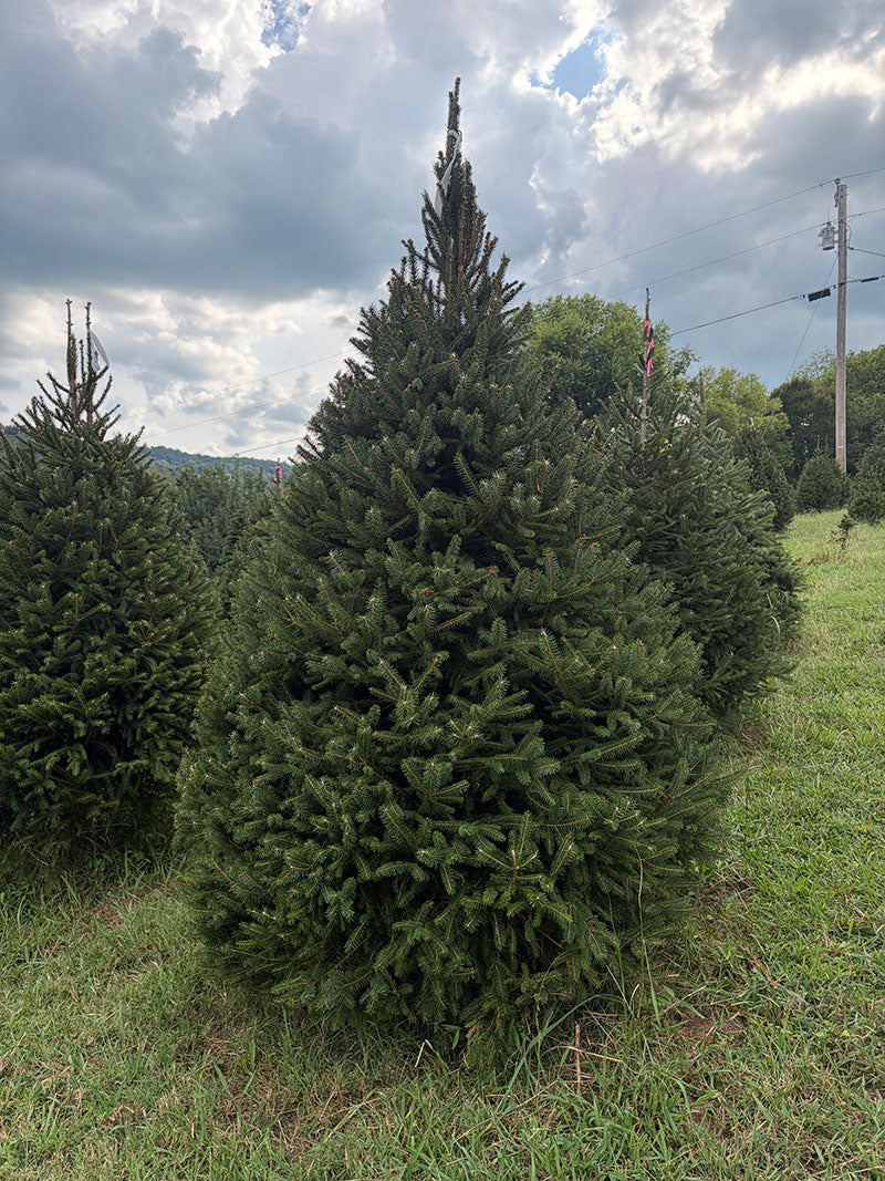 7' 10" Choose and Cut Norway Spruce, 58" Base