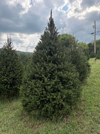7' 10" Choose and Cut Norway Spruce, 58" Base