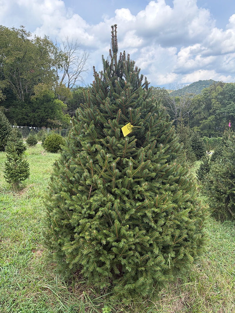 6' 10" Choose and Cut Norway Spruce, 51" Base