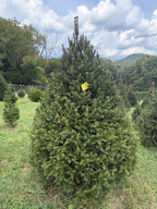 6' 10" Choose and Cut Norway Spruce, 51" Base