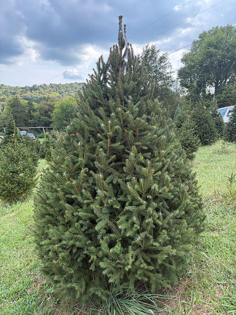 6' 10" Choose and Cut Norway Spruce, 51" Base