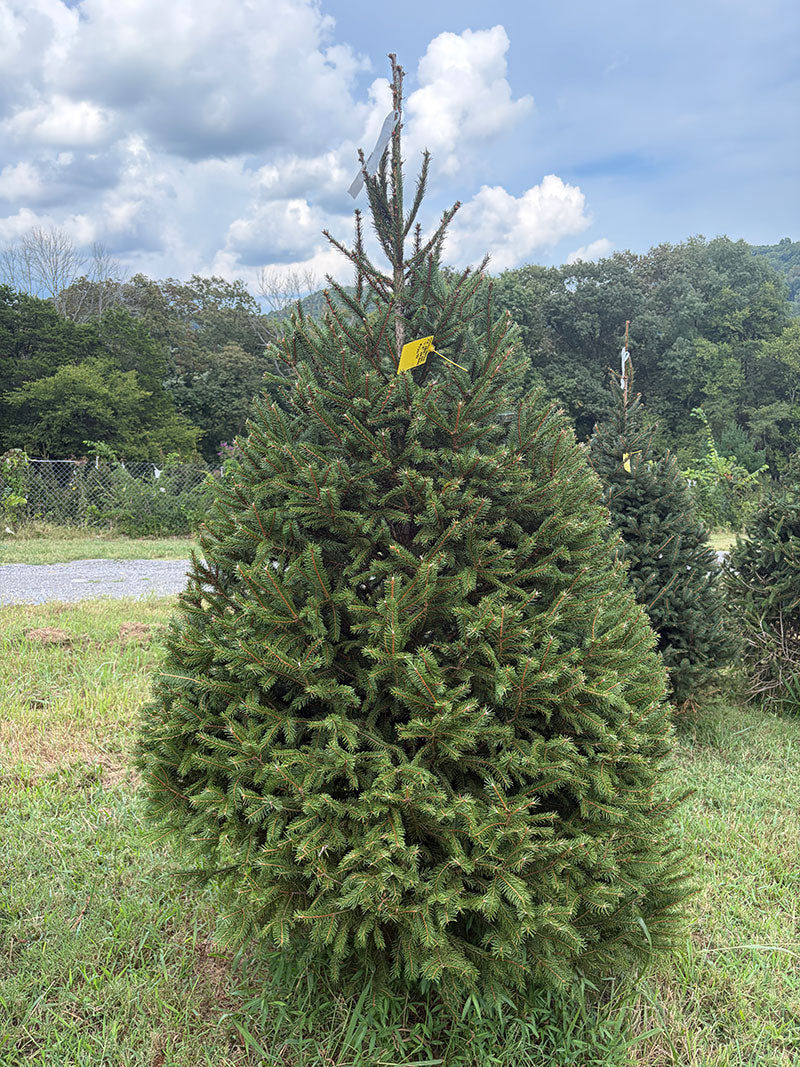 7' 4" Choose and Cut Norway Spruce, 54" Base