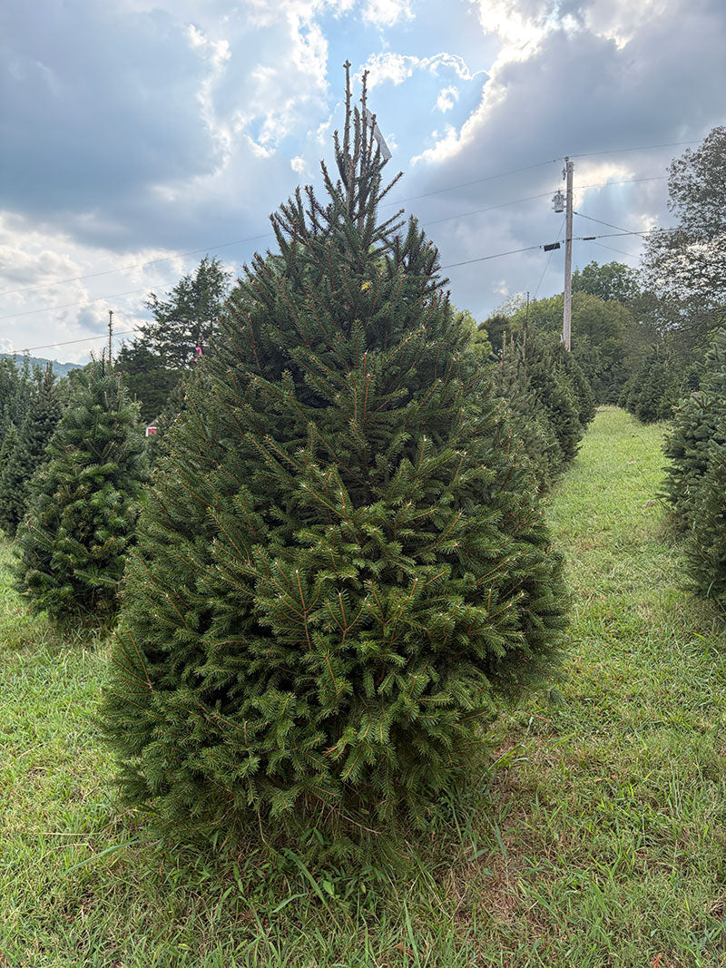 7' 4" Choose and Cut Norway Spruce, 54" Base