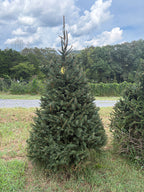 7' 8" Choose and Cut Norway Spruce, 44" Base