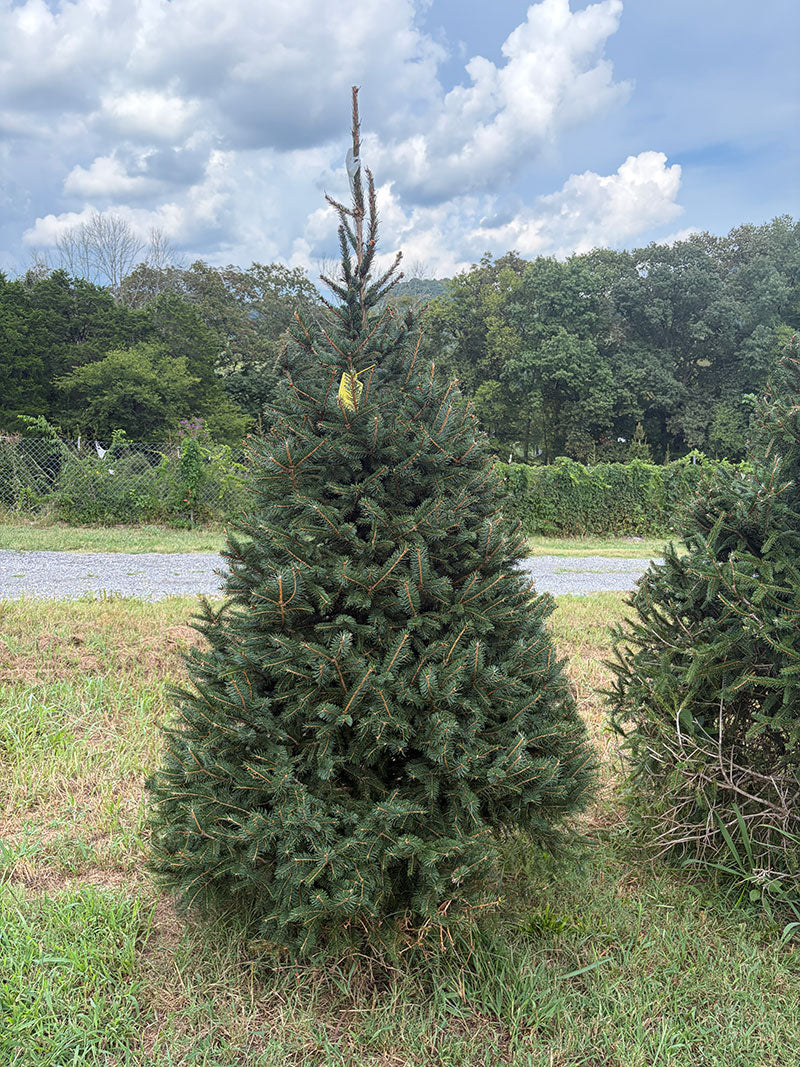 7' 8" Choose and Cut Norway Spruce, 44" Base