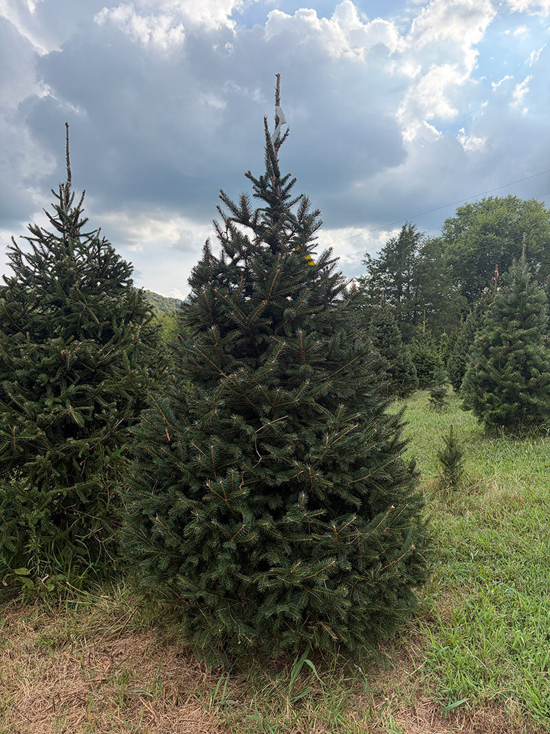 7' 8" Choose and Cut Norway Spruce, 44" Base