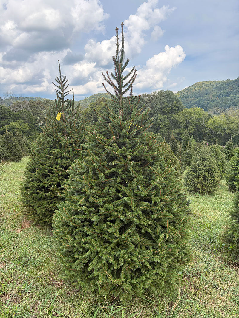 7' Choose and Cut Norway Spruce, 47" Base