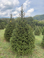 7' Choose and Cut Norway Spruce, 47" Base