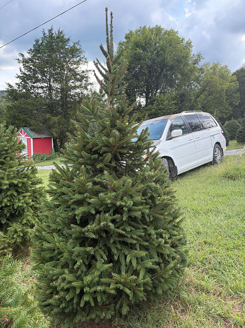 7' Choose and Cut Norway Spruce, 47" Base