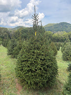 7' 7" Choose and Cut Norway Spruce, 47" Base