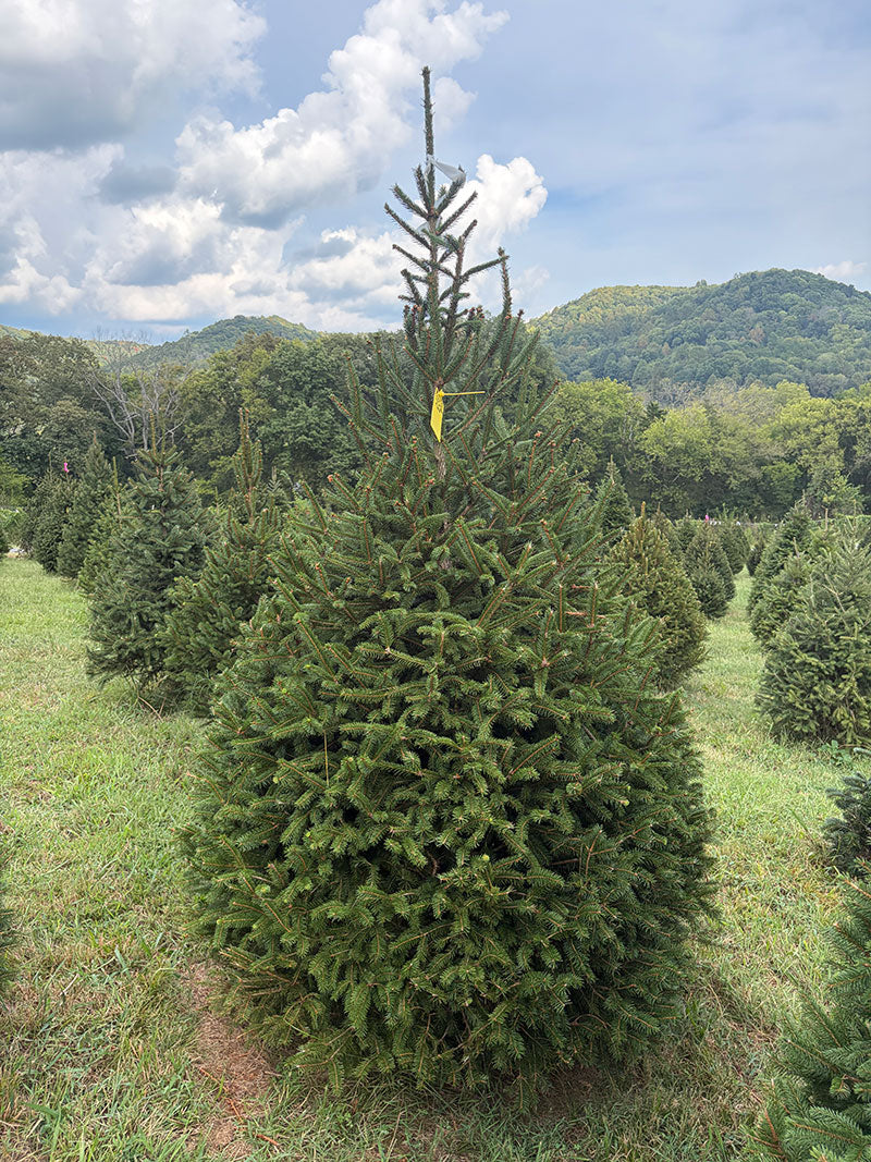 7' 7" Choose and Cut Norway Spruce, 47" Base