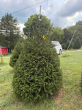 7' 7" Choose and Cut Norway Spruce, 47" Base