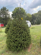 7' 7" Choose and Cut Norway Spruce, 47" Base