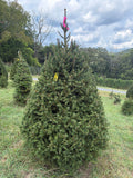 7' Ball and Burlap Norway Spruce, 47" Base