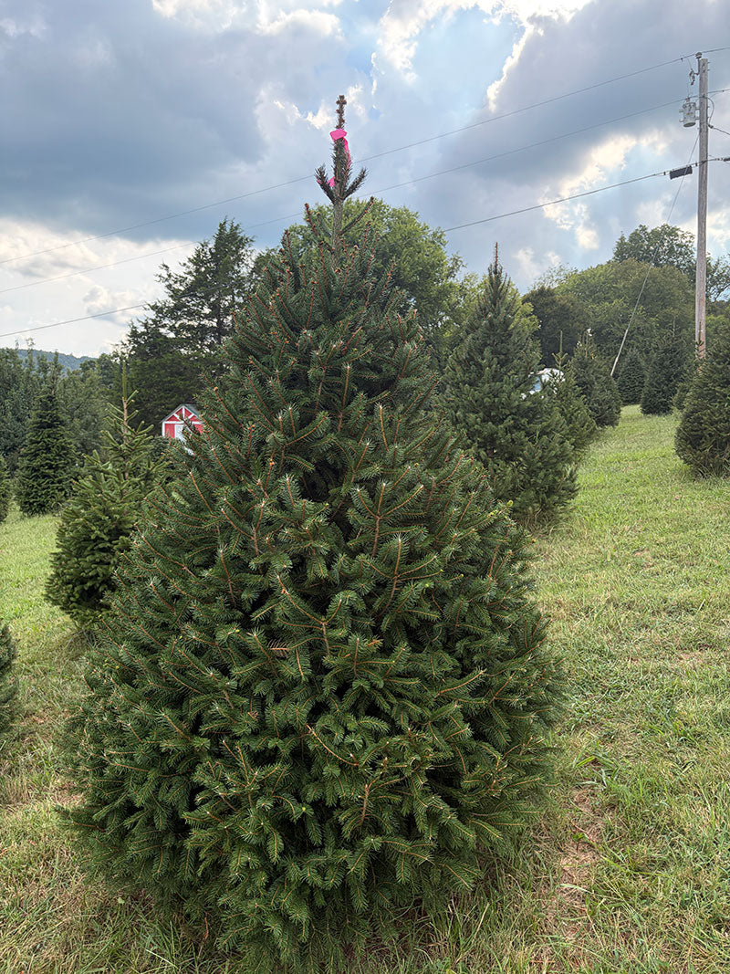 7' Ball and Burlap Norway Spruce, 47" Base