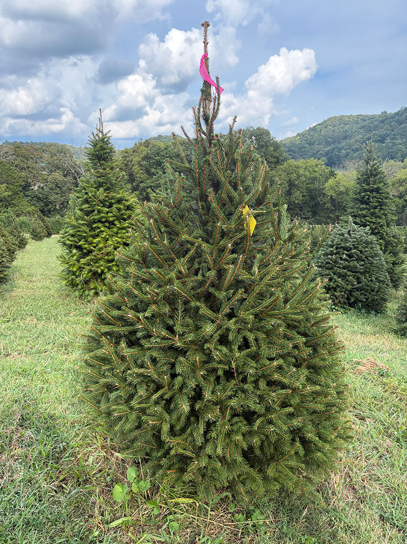 6' 6" Ball and Burlap Norway Spruce, 43" Base