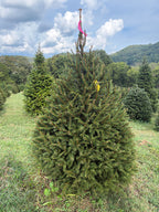 6' 6" Ball and Burlap Norway Spruce, 43" Base