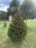 6' 6" Ball and Burlap Norway Spruce, 43" Base