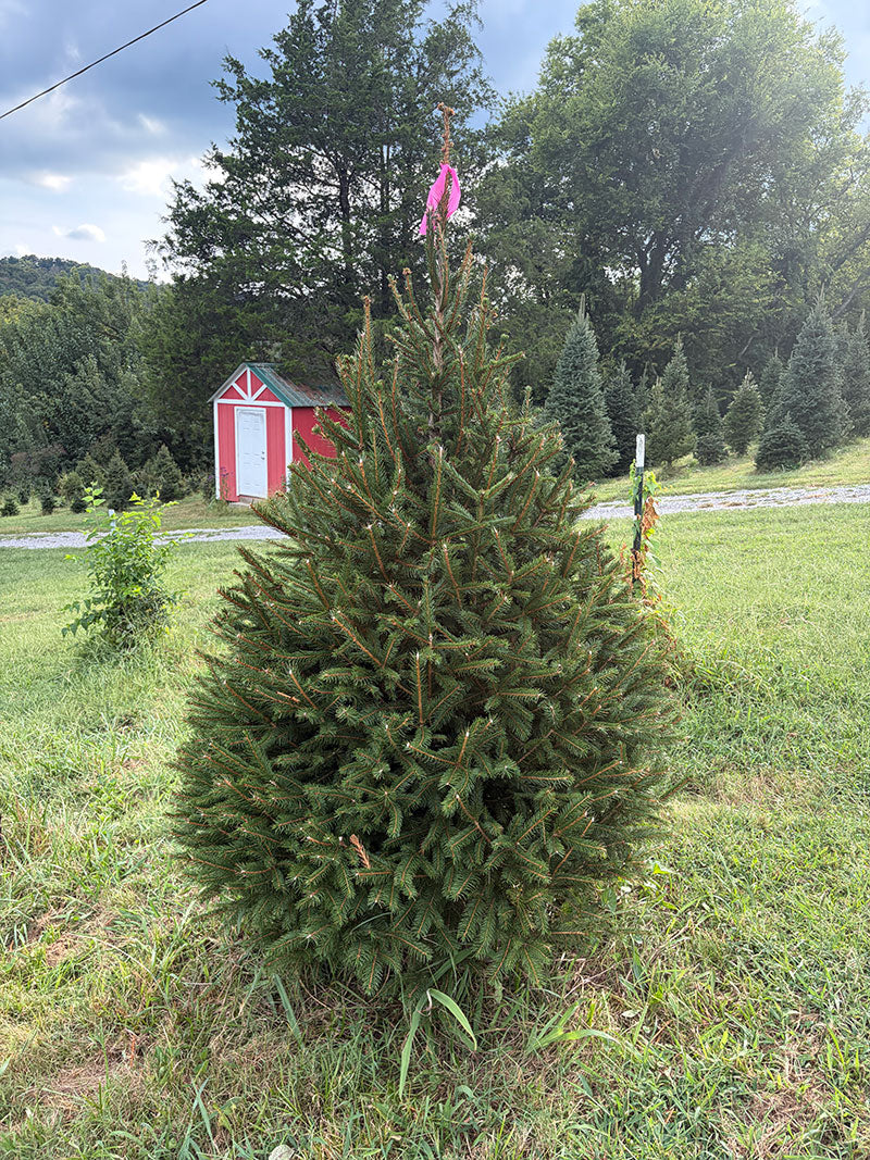 6' 6" Ball and Burlap Norway Spruce, 43" Base