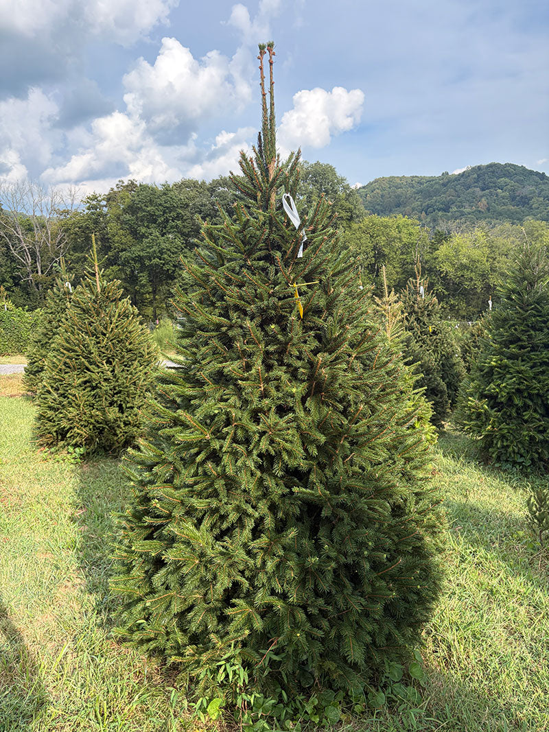 7' 7" Choose and Cut Norway Spruce, 54" Base