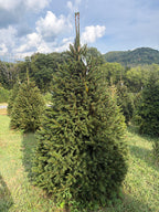 7' 7" Choose and Cut Norway Spruce, 54" Base